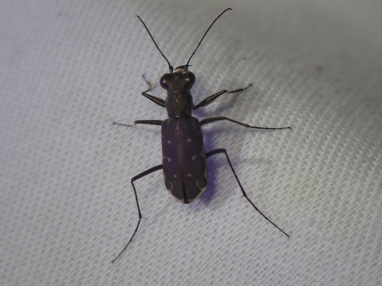 Myriochila melancholica Myriochila melancholica